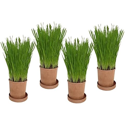 Organic Pet Grass By Cat FurNature Cover