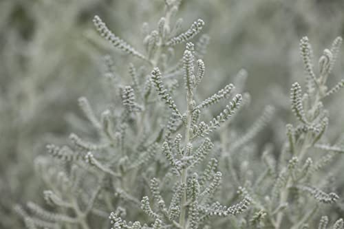 Santolina chamaecyparissus – 9x9 cm Topf – Winterhart & Mehrjährig & Pflegeleicht – Heiligenkraut – Duftpflanze für Beet & Steingarten