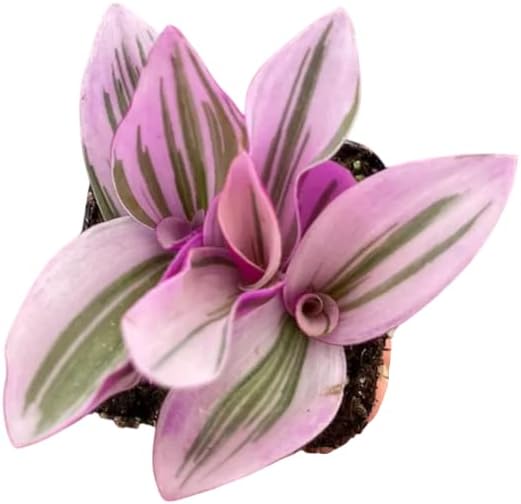 Planta judía errante rosa viva para plantar, Tradescantia Nanouk planta rosa para interior y exterior en maceta de 2 pulgadas