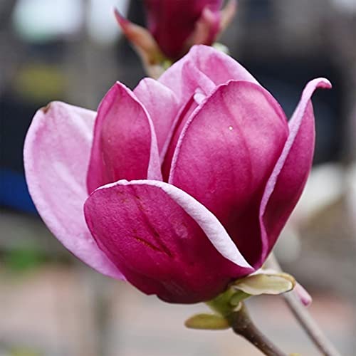 Qauzuy Garden 5 Purple Magnolia Seeds For Planting | Lily Flower Tree Fragrant Tulip Magnol Liliiflora Bloom Attract Pollinators Striking Perennial Specimen Accent #TOP16