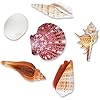 Sea Shells Mixed Beach Seashells - Various Sizes up to 2" Shells -Bag ...