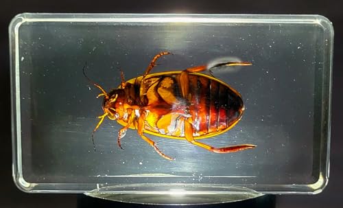 Image of 2.9 inch Real Golden Edge Great Diving Beetle in Crystal Clear Lucite Resin Paperweight Specimen Preserved Insect Bug Taxidermy Collection for Biology Science Education Desk Display Supplies
