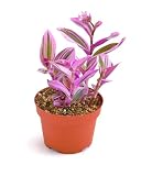 Shop Succulents Tradescantia Nanouk, Hanging Live Indoor Plant, Easy Care Hanging Trailing Houseplant in Nursery Pot, Air Purifying Plant in Soil, Housewarming, Home Décor, 4 Inch Pot