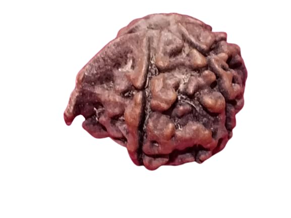 Rare Gems Gallery Superior Gajanan Rudraksha Nepali Japa Beads Ganpati Rudraksha Original Certified गणेश रुद्राक्ष Enchanting Ganesha Rudraksha for Jewellery Making Purpose गणपति रुद्राक्ष