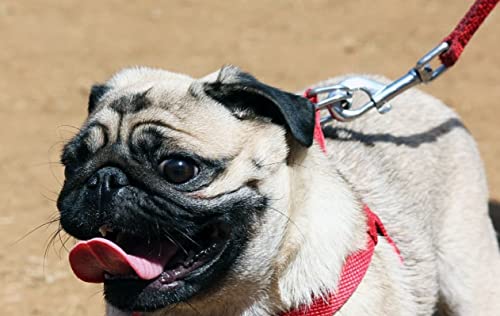 Reflective Nylon Dog Leash in use during evening