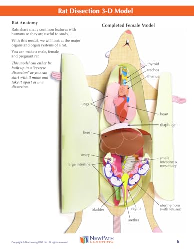 Image of NewPath Rat Dissection 3-D Paper Model Making Kit - Individual Student Edition (17-7748)