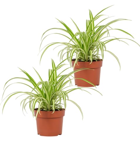 Pflanze Plus | 2er-Set Grünlilie | Chlorophytum | Ø 40-50 cm | ø 12-15cm Topf | Pflegeleichte Zimmerpflanzen für Wohnung und Büro | Qualität vom Pflanzen Profi | Ideale Raumbegrünung