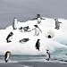 Imagen de KQDRAVINE 11 Piezas Figuras de Pingüinos