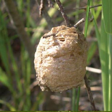 Praying Mantis Egg Case - 3 Extra Large Egg Cases with Hatching Habitat Bag