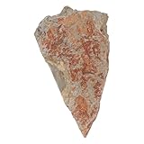 nestingho campione vegetale di felce preistorica su pietra per esposizione scientifica e arredamento casa, esemplare ornamentale per appassionati di paleobotanica