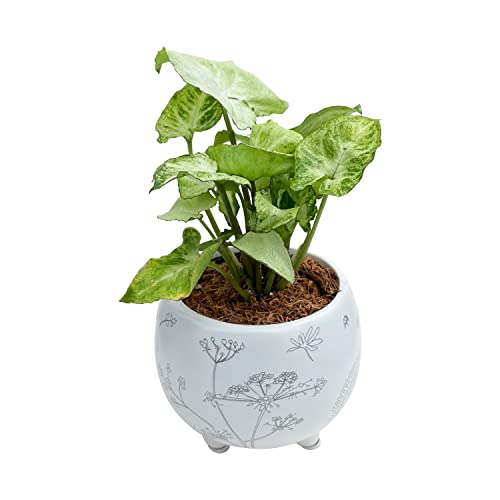 シンゴニウム 観葉植物の人気商品 通販 価格比較 価格 Com