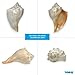 Tumbler Home Large Conch Sea Shells for Decorating or Fish Tank, Coastal & Nautical Decor, Air Plant Holder, Aquarium Ornaments, Big Sea Shell, Decorative Seashells, Beach Party Decor (Whelk)