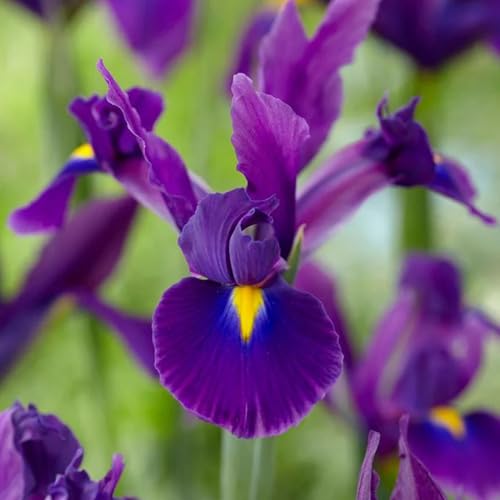 Dutch Iris ‘Valentine’ – Top-Size Bulbs for Fall Planting |