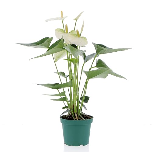 KENTIS - Anthurium Bianca Pianta Vera - Anturio - Fiorita da Interni Purifica Aria - Appartamento - H 35/45 cm Vaso Ø 12 cm