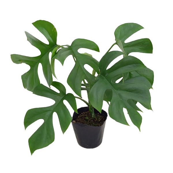 Amazon｜ヒメモンステラ3号ポット 2株セット[姫モンステラ モンステラ