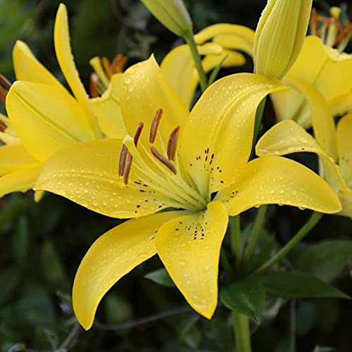 See full amazon price history chart for Plantogallery® Asiatic Lily Flower Bulbs Yellow - Pack of 2 Bulbs Plantogallery® Asiatic Lily Flower Bulbs Yellow - Pack of 2 Bulbs (B09GBKM6D4) Amazon Price History, Amazon Price Tracker