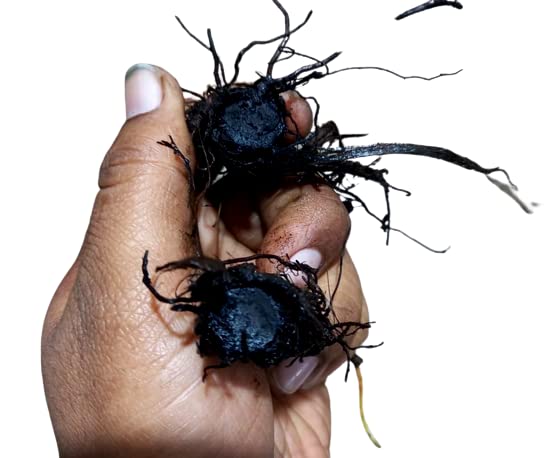 Original Kali Haldi Plant Seed ! Pahadi kali Haldi paudha Beej !Black Turmeric Plant Seeds (4 to 6 Gram) (B0BS228YSD) Amazon Price History, Amazon Price Tracker