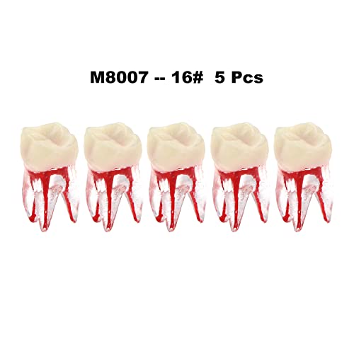 Debksgeoti DETESI-20230331-M8007 5Pcs Dental Root Canal Pulp Cavity Teeth Model Endodontic Practice Rct Typodont M8007 11# 14# 16# 21# 33# 34# 35# 36# 44# 45# Practicing Study Teach thumb #2