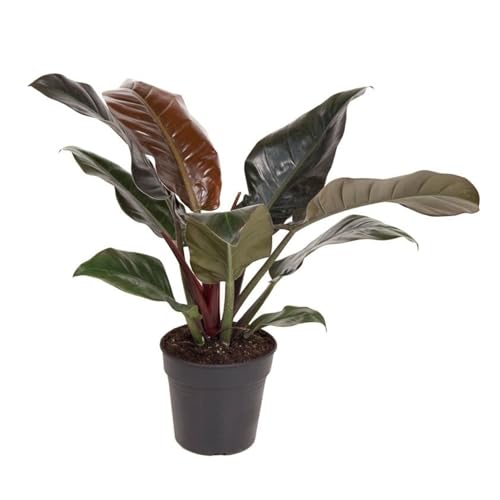 Plant in a Box - Filodendro - Philodendron 'Imperial Red' - Altezza 50cm - ⌀19cm