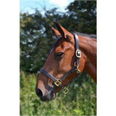 Gallop Economy Leather Padded Headcollar, Full Size, Brown