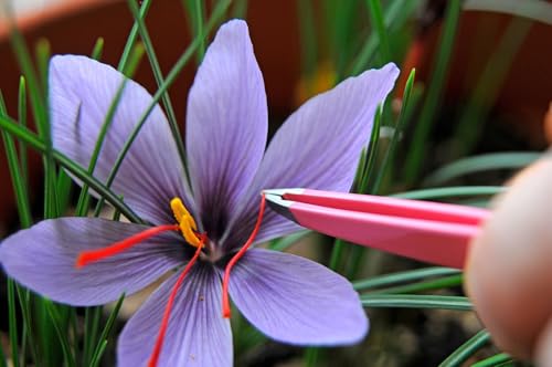 Image of Saffron Flower Bulbs /Crocus Sativus /Pack of 10, Indoor & Outdoor Planting, Kesar Bulbs for Home Garden