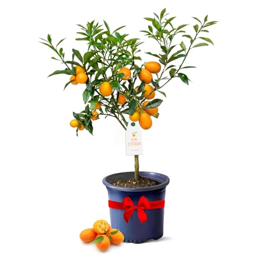 Grafted Kumquat Live Tree 13 - 22 Tall Sweet Fruiting Fruit Tree for Indoor Outdoor Plant Growing Live Citrus Plant Mothers Day Gift for Mom Home Garden Use Cannot Ship CA AL AZ TX LA by Via Citrus