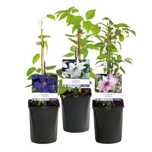 GreenboutiQ - Kletterpflanze - Clematis Tricolour - Blüte Rosa Weiß Lila - Wenig Pflege - 3 Pflanzen - Topf 11cm Höhe 40cm