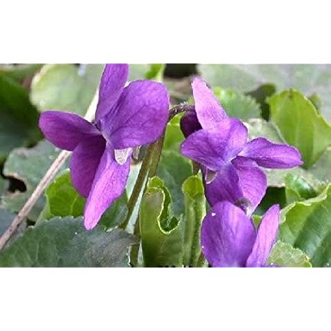 Viridis Hortus - Viola odorata Queen Charlotte 60 Flower Seeds Hardy Perennial - Extremely Fragrant Cover