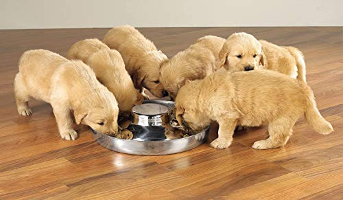 Bobbypet Stainless Steel Puppy Kitten Dish Whelping Weaning Dishes Feeder 11.8Inch (2 Pack) #TOP2