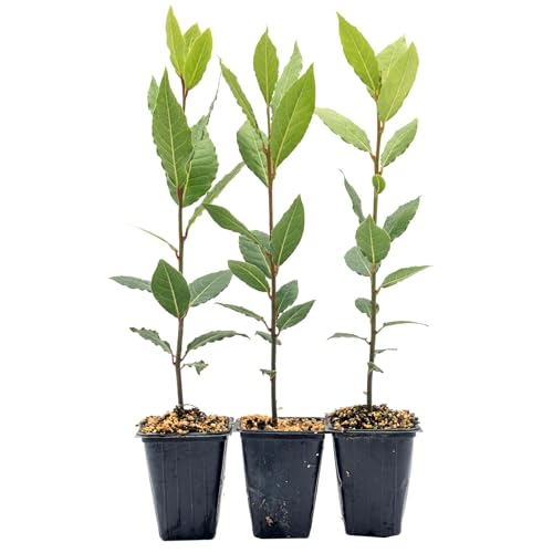 3 Live Bay Laurel Plants (Laurus Nobilis) – Aromatic Culinary