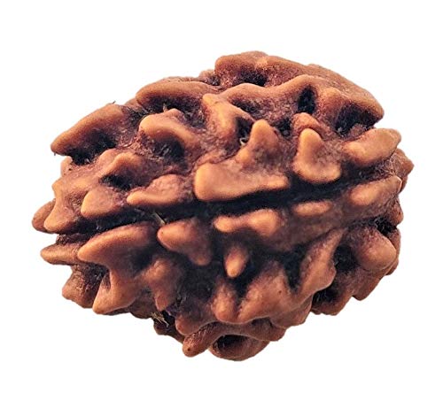 ALANKAR SHIVAY® lab certified three faced rudraksh | 3 mukhi |