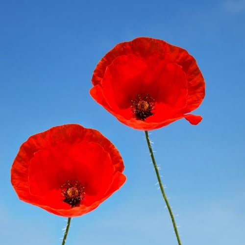 Would you be offended if an Irish person wore a poppy?