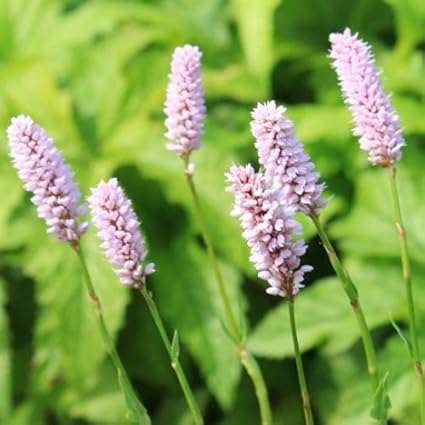 Amazon 紫桜館山の花屋 山野草 エゾイブキトラノオ 素掘り苗株 花 Amazon 紫桜館山の花屋 山野草 エゾイブキトラノオ 素掘り苗株 花
