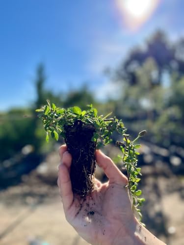 Lippia nodiflora planta rastrera contra la sequía en jardín 2