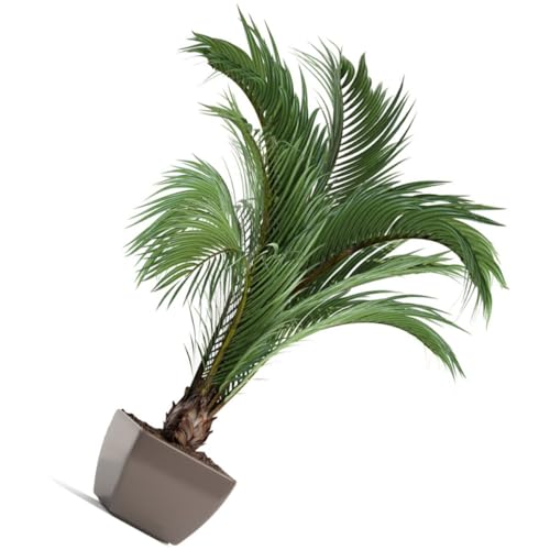 Healeved Pegatina de Pared Autoadhesiva Hojas Tropicales 40x60 Cm, Calcomanías DIY para Decoración de Dormitorio, Sala de Estar y Pasillo, Mural Plantas Pvc para Hogar