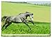 Elegant Horses - Exuberant and Carefree (Wall Calendar 2026 DIN A2 Landscape), CALVENDO Monthly Calendar: Horses in Trot and Gallop on the Paddle