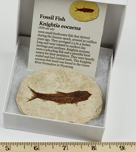 image for Dancing Bear Fossil Fish (Knightia) Includes Identification Book, Educ