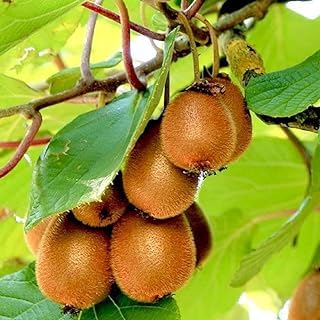 Very Special "Organic" Kiwi Healthy Live(Pack Of-1)/Actinidia Deliciosa/Golden Kiwi Plant "Air laying/Grafted" for Garden Kiwi Fruit Trees Kiwi Fruit Plants Tree for Home Garden On Nursery Bag (B0CM1BM67Z) Amazon Price History, Amazon Price Tracker