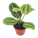 California Tropicals Lemon Lime Prayer Plant - Maranta - Rare Variety Live House Plant - Tropical Decor - Unique Real Plants Interior Garden Outdoors Supplies - Small Pot - 4 Inch Potting Decor