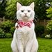 Ouligay 2PCS Bowtie Cat Collar with Bell Cute Breakaway Cat Adjustable Collar Kitten Breakaway Collars with Removeable Bowknot for Girl Cats Boy Male Cats Lemon Strawberry