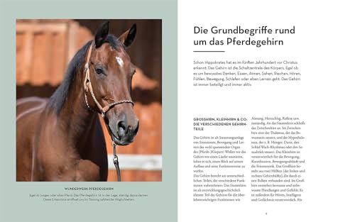Gehirnjogging für clevere Pferde: Denksport auf vier Hufen
