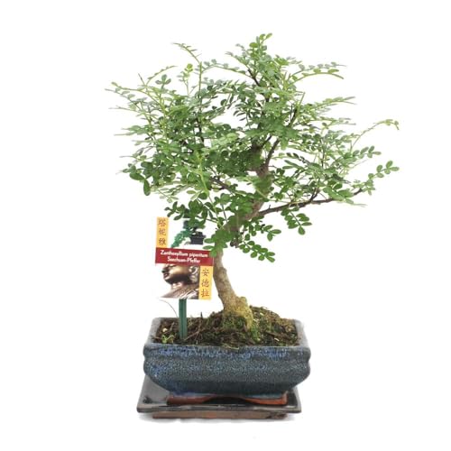 Exotenherz - Bonsai Szechuan-Pfeffer - Zanthoxylum piperitum - ca. 6 Jahre