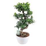 bonsai zimmerpflanze kaufen LUFTWURZELN - Die chinesische Feige hat s-förmige, lange Luftwurzeln und dunkelgrüne Blätter. Im Lieferumfang ist ein weißer Ziertopf enthalten. Das Weiß steht im tollen Kontrast zu den grünen Blättern. So verschönert der Bonsai Baum Ihren Raum!