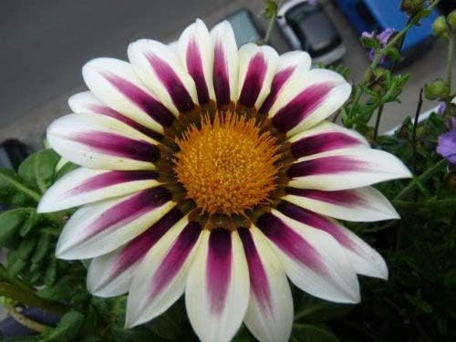 Miniatura 7 de 30 Kontiki STARS & STRIPES GAZANIA Ringens Treasure Flower Seeds