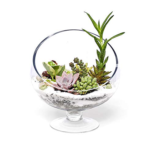 image for WGVI WGV Slant Cut Bowl Glass Vase with Stand, Width 6.5