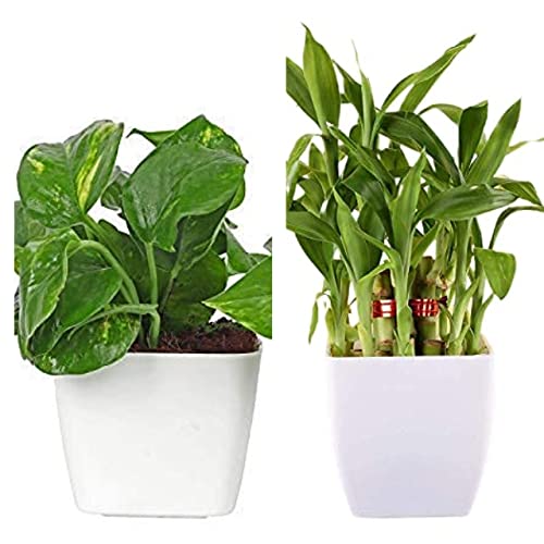 Unmukth 2 Layer Lucky Bamboo Plant and Money Plant with Pot Combo Feng Shui Good Luck Fortune Vastu Plants for home, Office, Living room, Bedroom, Balcony Decoration (Color-White) (B09PYWXXXT) Amazon Price History, Amazon Price Tracker