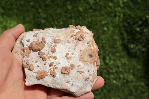 Image of Ammonites & Gastropods Plate Cretaceous Fossils Fossils from Morocco Fossil Rock ammonites Fossil from Morocco A199