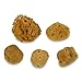 Constantia Pets Hermit Crab Real Sea Sponges - 5 Pack Unbleached, Provides Nutrients, Safer Drinking and Helps Maintain Habitat Tank Humidity