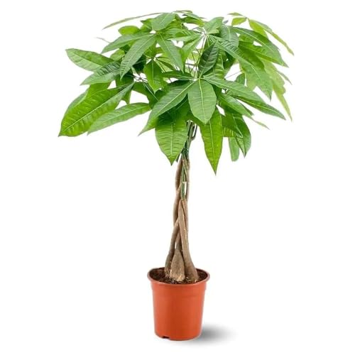 Attitude Jardin - Pachira aquatica - pianta d'appartamento - bassa manutenzione - 70-80 cm - ⌀ 17 cm - money tree