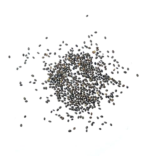 Seed Needs Summer Savory Seeds for Planting Herbs - Non-GMO Heirloom & Untreated Annual Herb Seed to Plant a Culinary Kitchen Garden Indoors or Outdoors (1 Pack) - Image 6